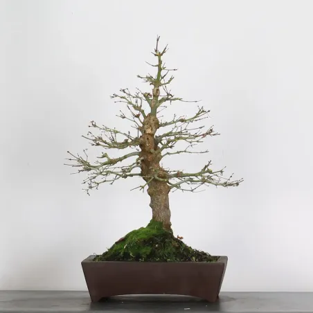 ERABLE DU JAPON "ACER PALMATUM" 3-11