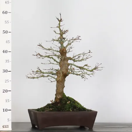 image supplémentaire - ERABLE DU JAPON "ACER...