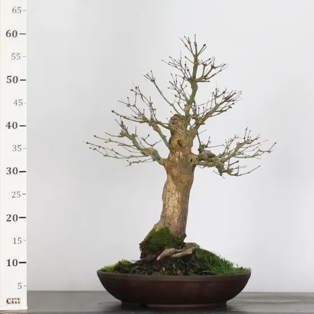 image supplémentaire - ERABLE DU JAPON "ACER...