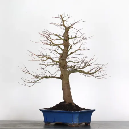 image supplémentaire - ERABLE DU JAPON "ACER...