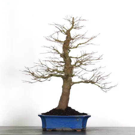 ERABLE DU JAPON "ACER PALMATUM" 3-13