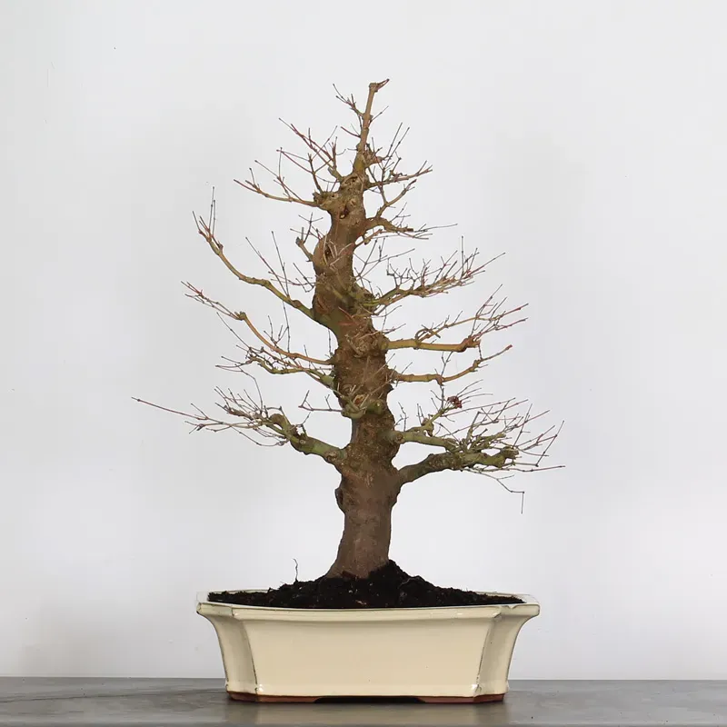 ERABLE DU JAPON "ACER PALMATUM" 3-14