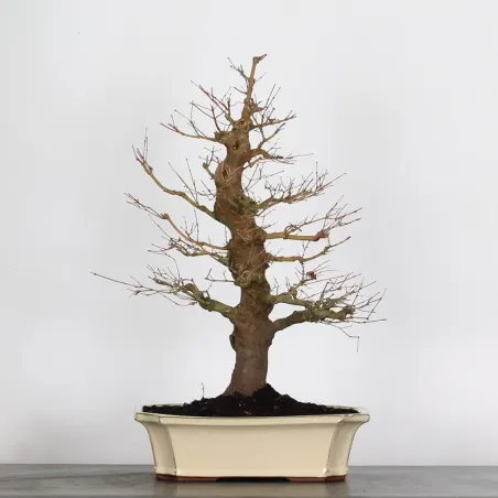 ERABLE DU JAPON "ACER PALMATUM" 3-14