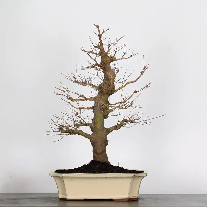 image supplémentaire - ACER PALMATUM 3-14