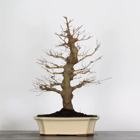 image supplémentaire - ACER PALMATUM 3-14