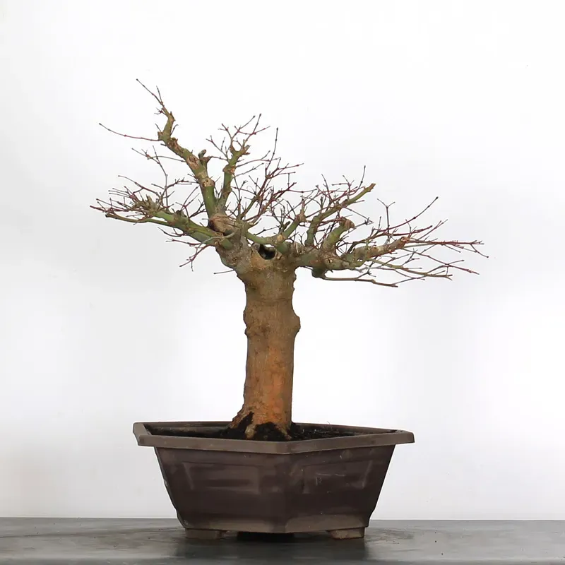 image supplémentaire - ERABLE DU JAPON "ACER...