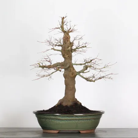 image supplémentaire - ACER PALMATUM 3-16