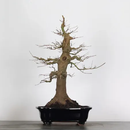 image supplémentaire - ACER PALMATUM 3-17