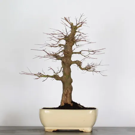 image supplémentaire - ACER PALMATUM 3-18