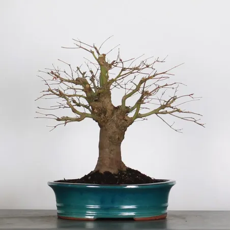 ERABLE DU JAPON "ACER PALMATUM" 3-19