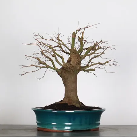 image supplémentaire - ACER PALMATUM 3-19