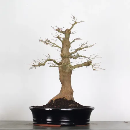 image supplémentaire - ACER PALMATUM 3-20