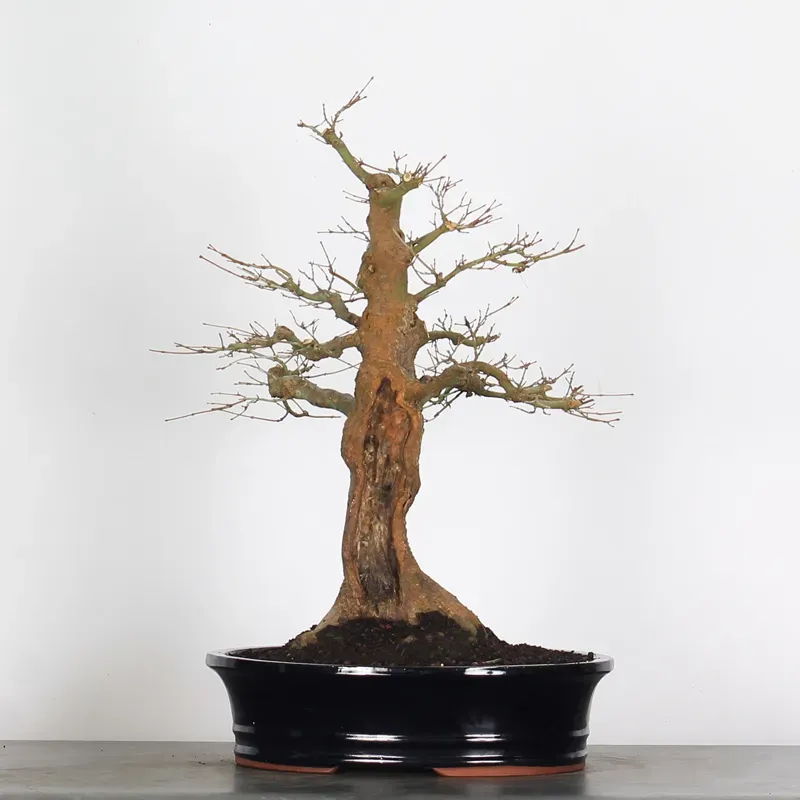 ERABLE DU JAPON "ACER PALMATUM" 3-20