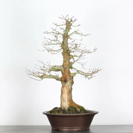 Bonsai Acer Palmatum AP-4-1