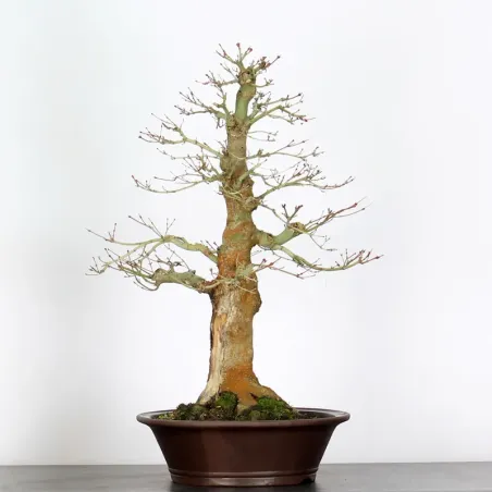 image supplémentaire - ACER PALMATUM 4-1