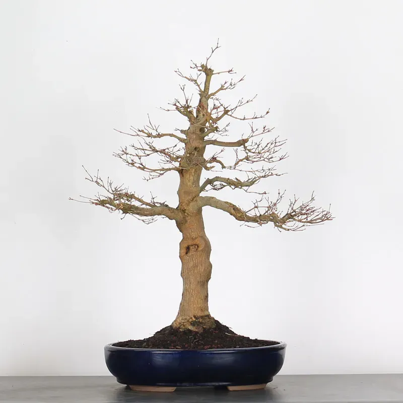 image supplémentaire - ACER PALMATUM 4-2