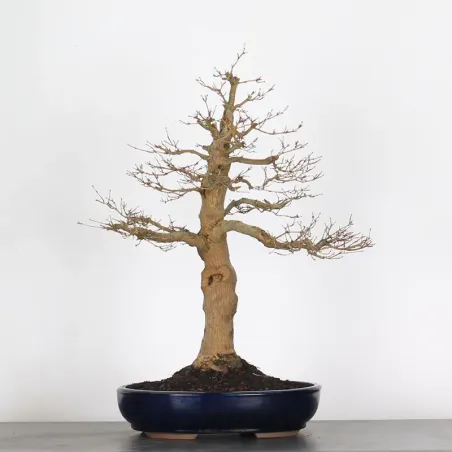 image supplémentaire - ERABLE DU JAPON "ACER...