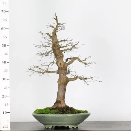 image supplémentaire - ERABLE DU JAPON "ACER...