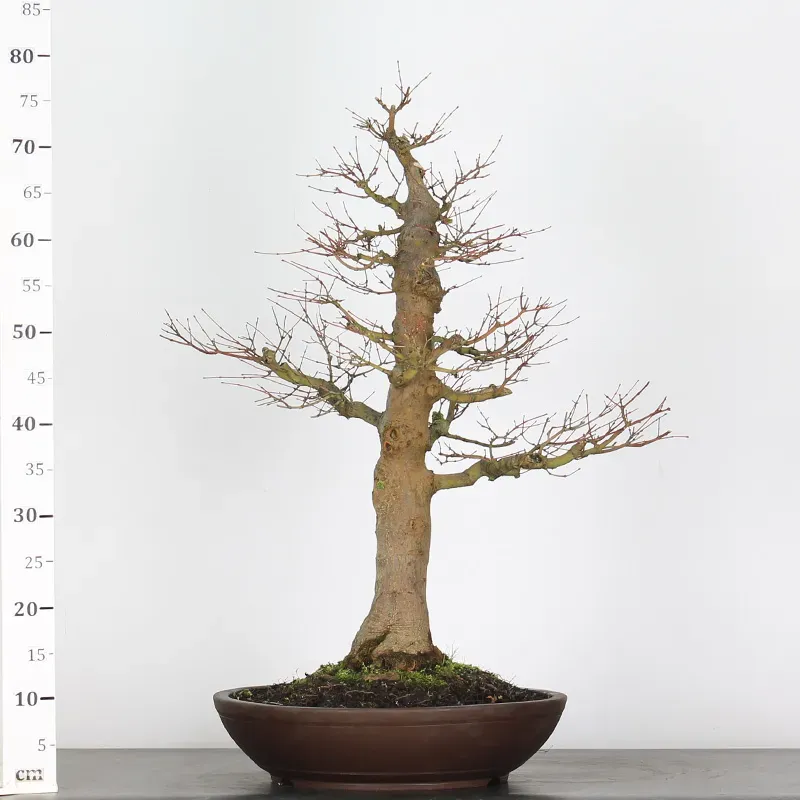 image supplémentaire - ACER PALMATUM 4-4