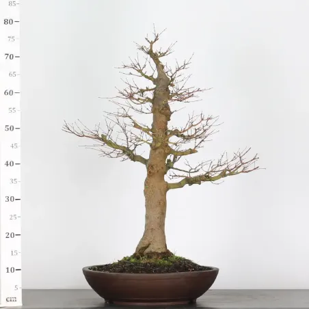 image supplémentaire - ACER PALMATUM 4-4