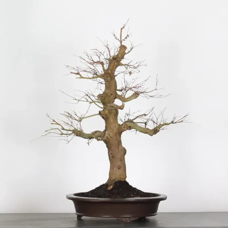 Bonsai Acer Palmatum AP-4-5