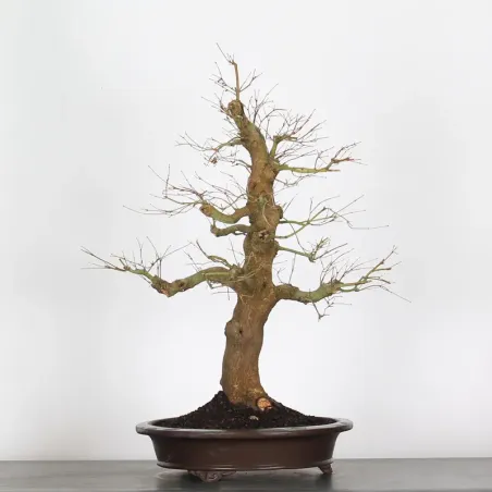 image supplémentaire - ACER PALMATUM AP-4-5