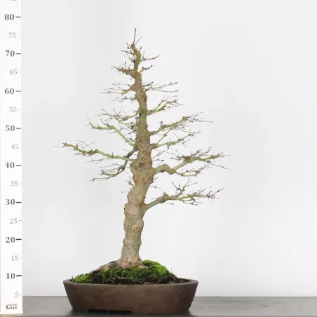 image supplémentaire - ERABLE DU JAPON "ACER...