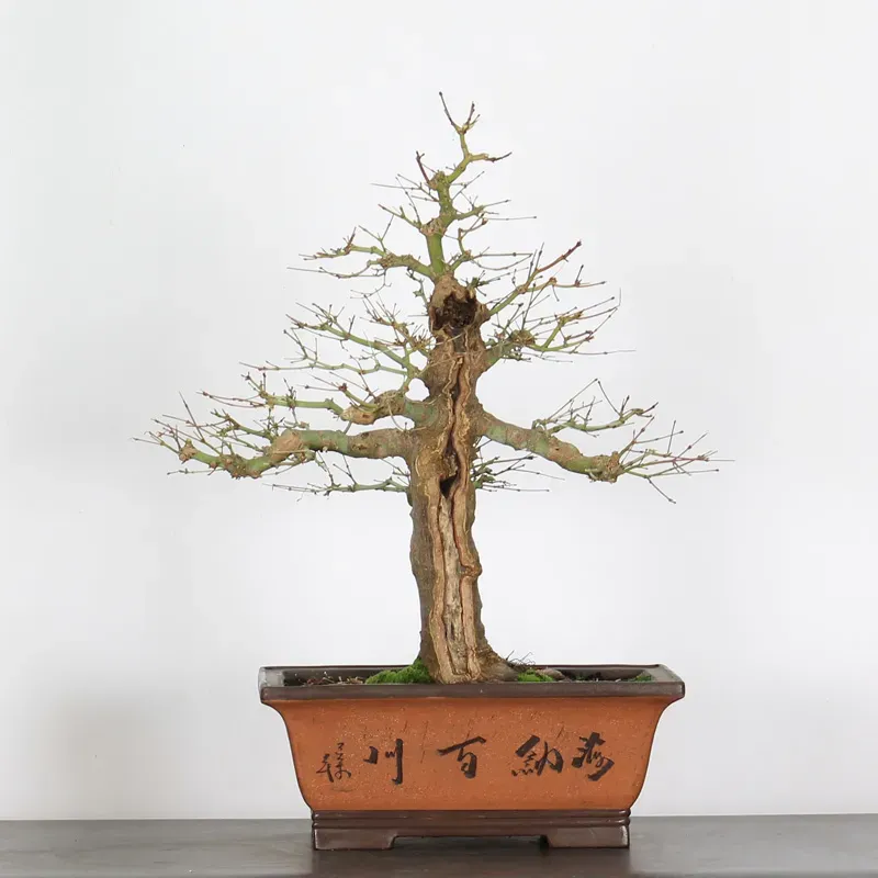 Bonsai Acer Palmatum AP-4-7