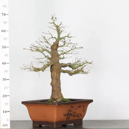 image supplémentaire - ACER PALMATUM 4-7