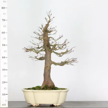 image supplémentaire - ACER PALMATUM 4-8