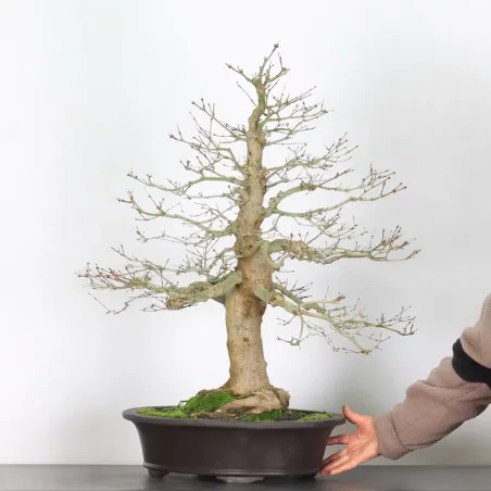 image supplémentaire - ERABLE DU JAPON "ACER...