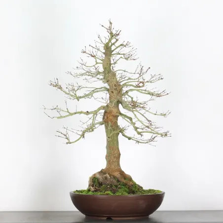 image supplémentaire - ACER PALMATUM 4-10