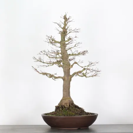 Bonsai Acer Palmatum AP-4-11