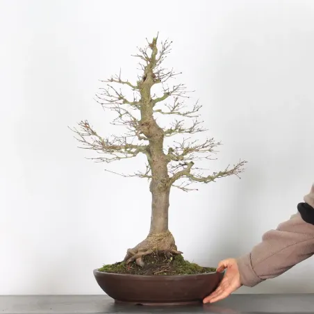 image supplémentaire - ERABLE DU JAPON "ACER...