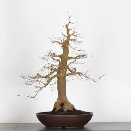 Bonsai Acer Palmatum AP-4-11