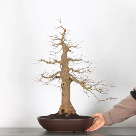 image supplémentaire - ERABLE DU JAPON "ACER...