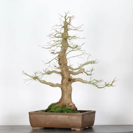 Bonsai Acer Palmatum AP-4-13