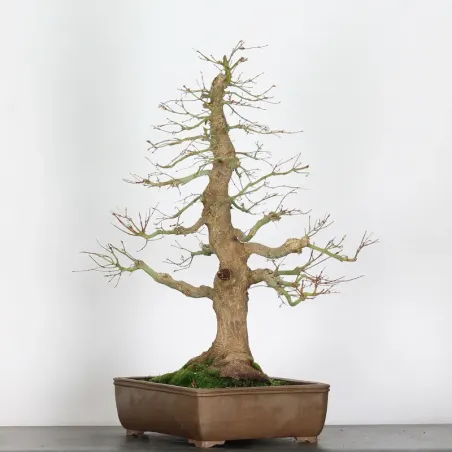 image supplémentaire - ERABLE DU JAPON "ACER...