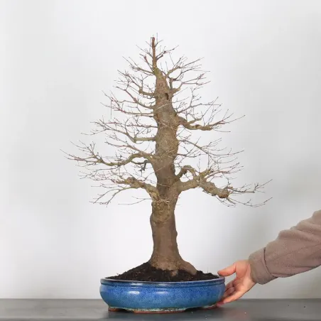 image supplémentaire - ERABLE DU JAPON "ACER...