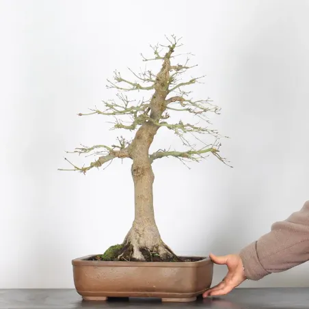 image supplémentaire - ERABLE DU JAPON "ACER...