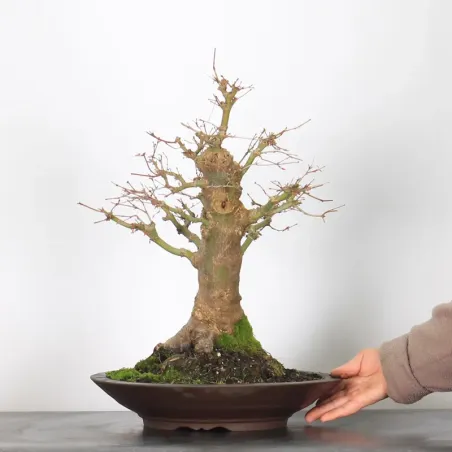 image supplémentaire - Acer palmatum 4-16