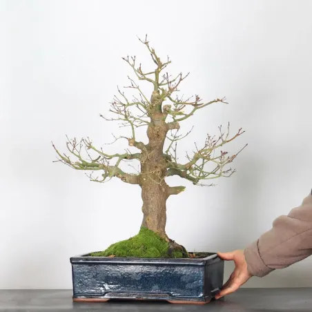 image supplémentaire - Acer palmatum 4-17