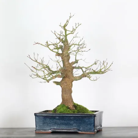 Bonsai Acer Palmatum AP-4-13