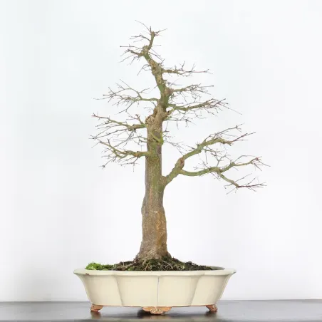 ERABLE DU JAPON "ACER PALMATUM" 5-1