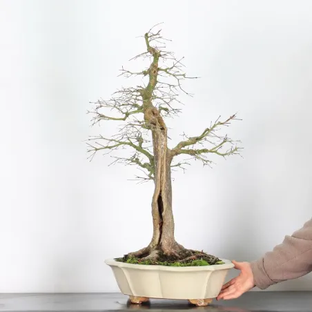 image supplémentaire - ERABLE DU JAPON "ACER...