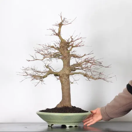 image supplémentaire - ERABLE DU JAPON "ACER...