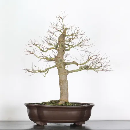 ERABLE DU JAPON "ACER PALMATUM" 5-3