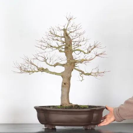 image supplémentaire - ERABLE DU JAPON "ACER...