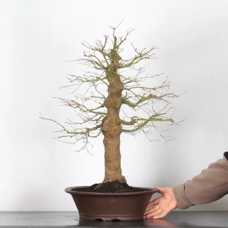 image supplémentaire - ACER PALMATUM 5-4