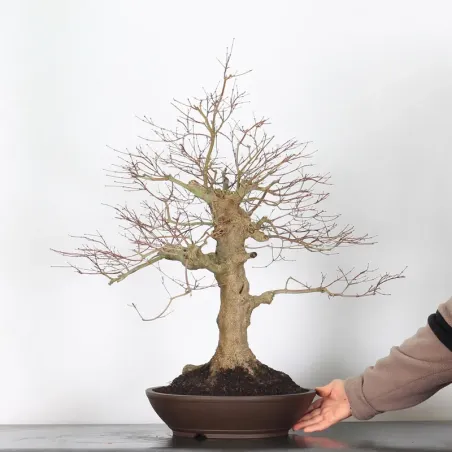 image supplémentaire - Erable du japon "acer...